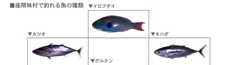 fish01.jpg