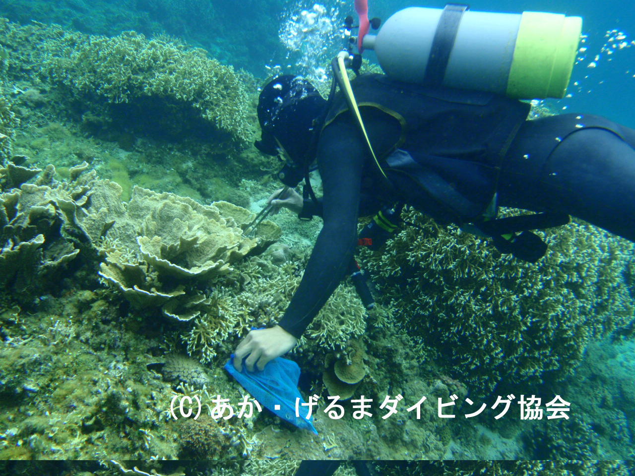 http://www.vill.zamami.okinawa.jp/news/%E3%81%82%E3%81%8B%E3%83%BB%E3%81%92%E3%82%8B%E3%81%BE%E3%83%80%E3%82%A4%E3%83%93%E3%83%B3%E3%82%B0%E5%8D%94%E4%BC%9A%E2%91%A0%20%281%29.JPG