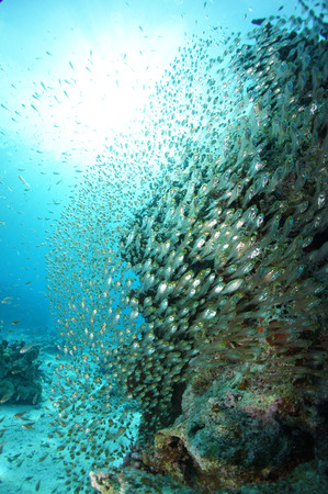 サンゴ礁に群れる魚たち