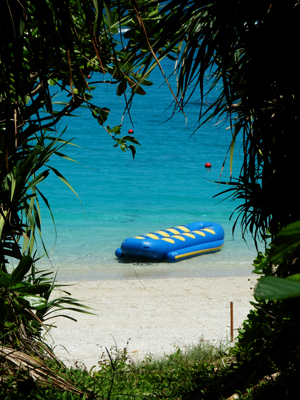 森から見える海