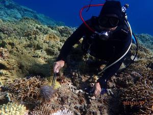 オニヒトデの駆除の様子