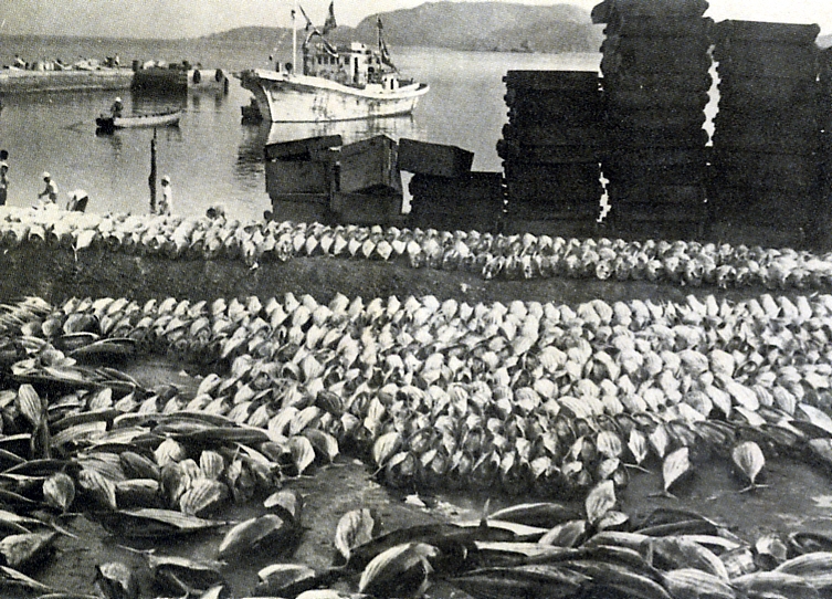 1901年頃の鰹漁の様子