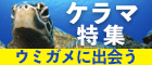 慶良間ダイビング・シュノーケルツアー予約｜沖楽